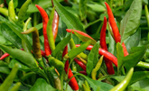 Green Long Chilli