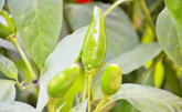 Small Chilli